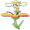669-orange.png