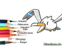 Zeichenkurs Wingull - Schritt 13