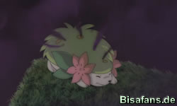 Shaymin absorbiert die giftige Wolke... 