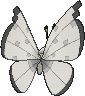 Vivillon Frostmuster