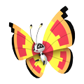 Vivillon Sonnenmuster