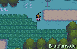 Die erste Grasfläche Die erste Grasfläche
