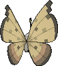 Vivillon Sandmuster