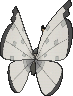 Vivillon Frostmuster