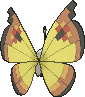 Vivillon Kontinentalmuster