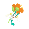 Floette Orangeblütler