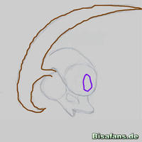 Zeichenkurs Absol - Schritt 2