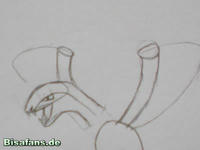 Zeichenkurs Aeropteryx - Schritt 4