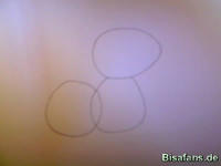 Zeichenkurs Kecleon - Schritt 1