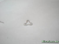 Zeichenkurs Libelldra - Schritt 9