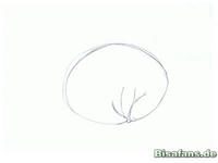 Zeichenkurs Somnivora - Schritt 2