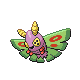 Pudox ♀ Pudox ♀