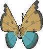 Vivillon Flussdeltamuster