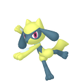 Riolu