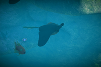 Beispielfoto für 1 Stern(e) Beispielfoto für 1 Stern(e)