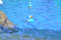 Beispielfoto für 1 Stern(e) Beispielfoto für 1 Stern(e)