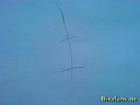 Zeichenkurs Mogelbaum - Schritt 1