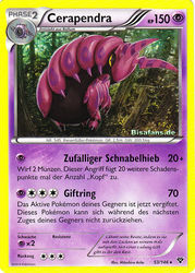 XY-Basisset 53/146 Cerapendra