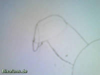 Zeichenkurs Kokowei - Schritt 3