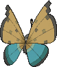 Vivillon Flussdeltamuster