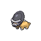 Schilterus Schilterus