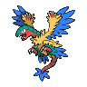 Aeropteryx Aeropteryx