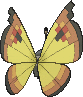 Vivillon Kontinentalmuster