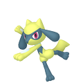 Riolu