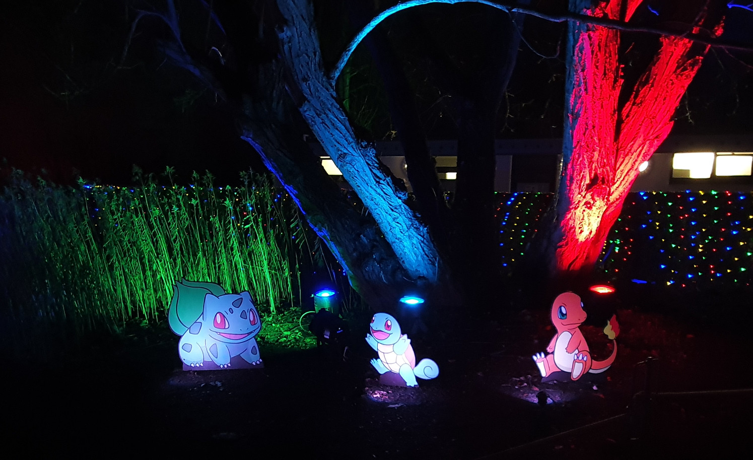 Die Kanto-Starter beim Pokémon Winterleuchten Die Kanto-Starter beim Pokémon Winterleuchten