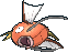 Karpador ♀ Karpador ♀