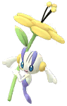 Shiny Gelbblütler Shiny Gelbblütler