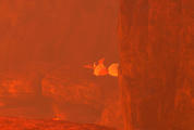 Beispielfoto für Flamara