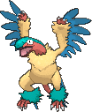Aeropteryx Aeropteryx