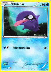 XY-Basisset 31/146 Muschas
