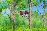 Beispielfoto für Vivillon Pokéball-Muster
