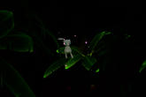 Beispielfoto für Mew