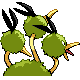 Dodri ♀ Dodri ♀