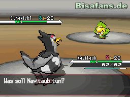 Navitaub hat leichtes Spiel mit den Käfern avitaub hat leichtes Spiel mit den Käfern